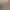 Zwei niedrige Elefantentische, einer schwarz und einer rosa, mit einer grünen Pflanze auf dem schwarzen Tisch im Wohnzimmer